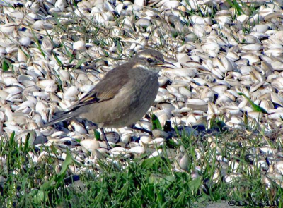 REMOLINERA (Cinclodes fuscus)  - Playa Penino-SAN JOSE (Julio 2009)